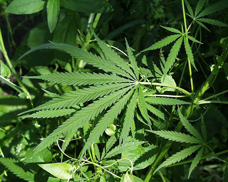 750px-Marijuana
