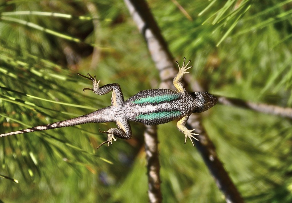 Lizard