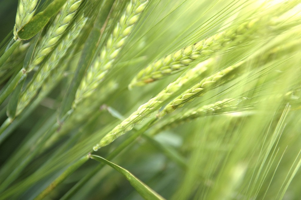 wheat