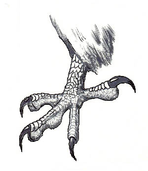 Circaetus_gallicus_claw
