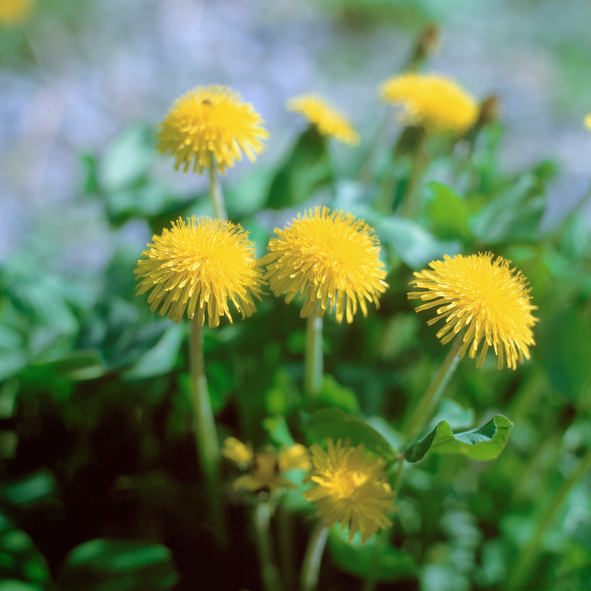 Dandelion