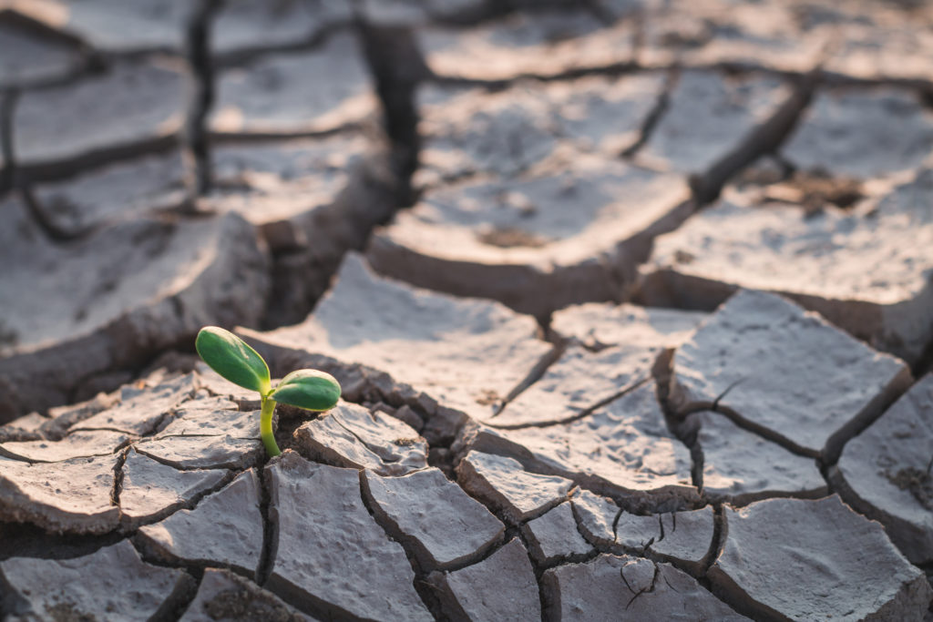 Growth of trees in drought, Living with tree drought.